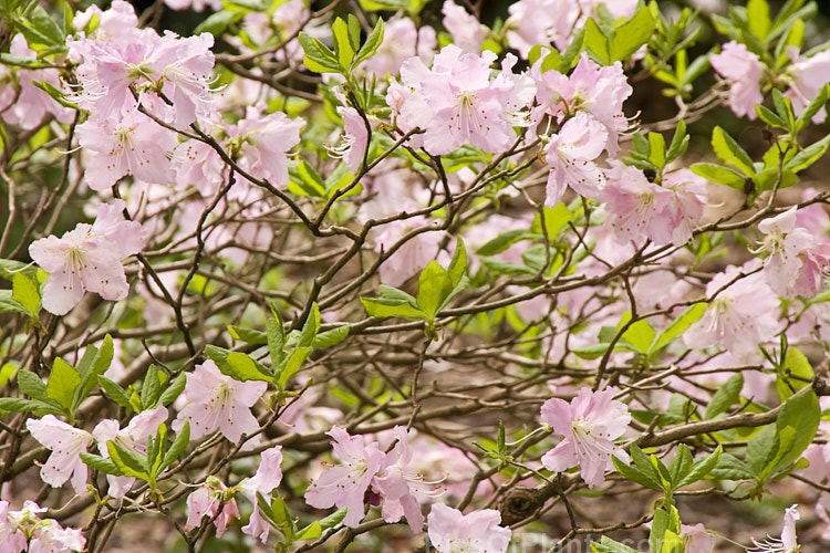 <i>Rhododendron schlippenbachii</i>, a deciduous azalea native to Korea, Manchuria and nearby parts of Russia. It grows to around 1.2m tall, with a rather spreading habit and its flowers open with the young spring leaves. It often produces vivid autumn foliage colour. Order: Ericales, Family: Ericaceae