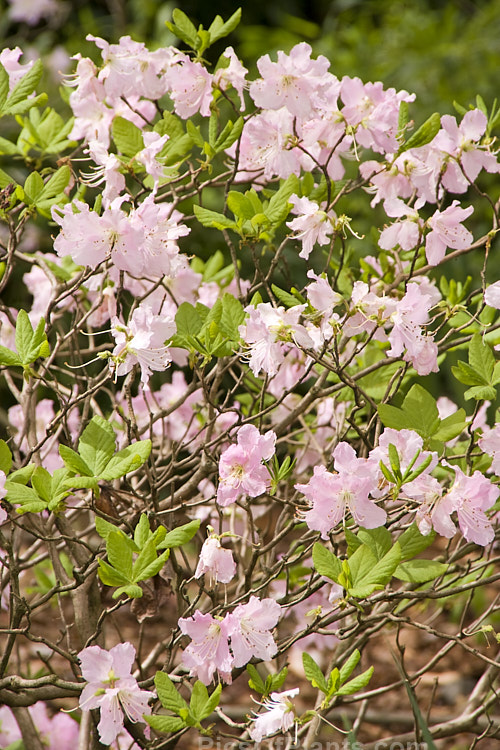 <i>Rhododendron schlippenbachii</i>, a deciduous azalea native to Korea, Manchuria and nearby parts of Russia. It grows to around 1.2m tall, with a rather spreading habit and its flowers open with the young spring leaves. It often produces vivid autumn foliage colour. Order: Ericales, Family: Ericaceae