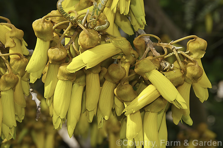 Kowhai (<i>Sophora tetraptera</i>), a briefly deciduous tree from New Zealand andChile. Its flowers are rich in nectar, appear from late winter (as the foliage drops</i>) and are a New Zealand national symbol. sophora-2142htm'>Sophora.