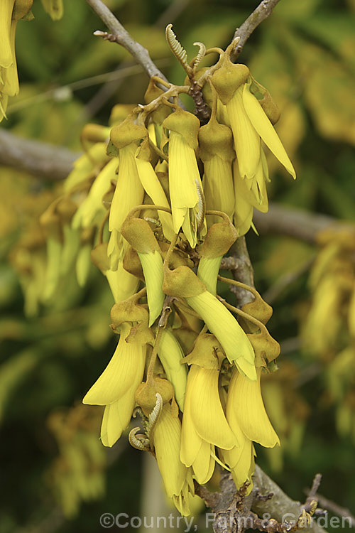 Kowhai (<i>Sophora tetraptera</i>), a briefly deciduous tree from New Zealand andChile. Its flowers are rich in nectar, appear from late winter (as the foliage drops</i>) and are a New Zealand national symbol. sophora-2142htm'>Sophora.