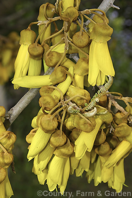Kowhai (<i>Sophora tetraptera</i>), a briefly deciduous tree from New Zealand andChile. Its flowers are rich in nectar, appear from late winter (as the foliage drops</i>) and are a New Zealand national symbol. sophora-2142htm'>Sophora.