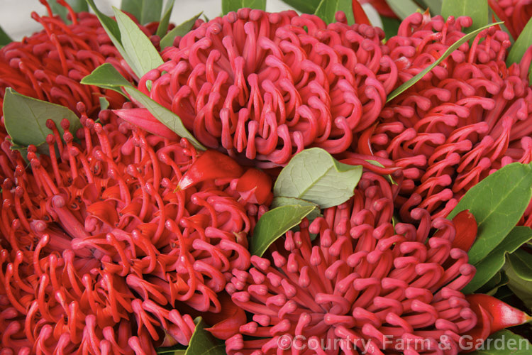 New South Wales. Waratah (<i>Telopea speciosissima</i>), an evergreen spring-flowering shrub or small tree native to southeastern Australia. It grows to around 6m tall, often with a considerable spread. Order: Proteales, Family: Proteaceae