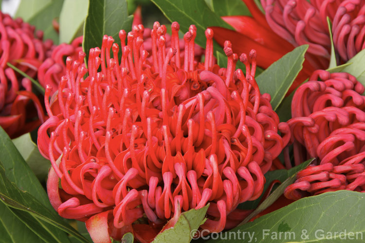 New South Wales. Waratah (<i>Telopea speciosissima</i>), an evergreen spring-flowering shrub or small tree native to southeastern Australia. It grows to around 6m tall, often with a considerable spread. Order: Proteales, Family: Proteaceae