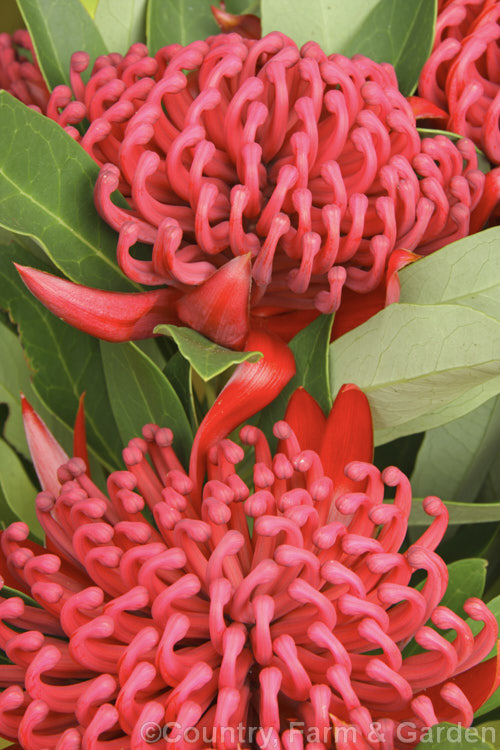 New South Wales. Waratah (<i>Telopea speciosissima</i>), an evergreen spring-flowering shrub or small tree native to southeastern Australia. It grows to around 6m tall, often with a considerable spread. Order: Proteales, Family: Proteaceae