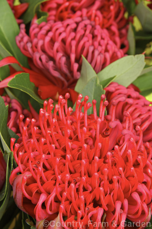 New South Wales. Waratah (<i>Telopea speciosissima</i>), an evergreen spring-flowering shrub or small tree native to southeastern Australia. It grows to around 6m tall, often with a considerable spread. Order: Proteales, Family: Proteaceae