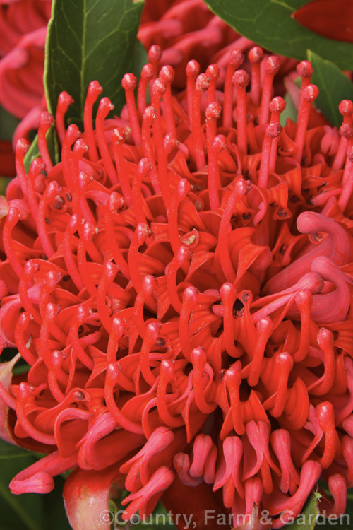 New South Wales. Waratah (<i>Telopea speciosissima</i>), an evergreen spring-flowering shrub or small tree native to southeastern Australia. It grows to around 6m tall, often with a considerable spread. Order: Proteales, Family: Proteaceae