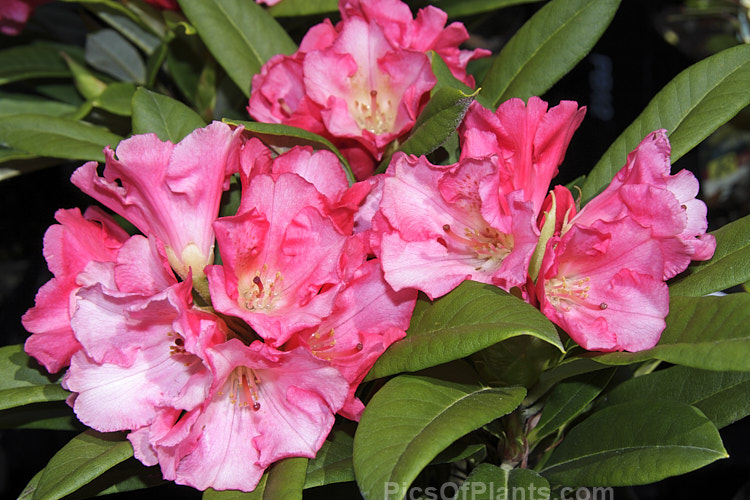 <i>Rhododendron</i> 'Surrey Heath', this cross between two unnamed hybrids with 'Fabia' and Rhododendron yakushimanum backgrounds is a compact bush with deep pink flowers that have a noticeably lighter edge. It was introduced by Waterer and registered in 1975. Order: Ericales, Family: Ericaceae