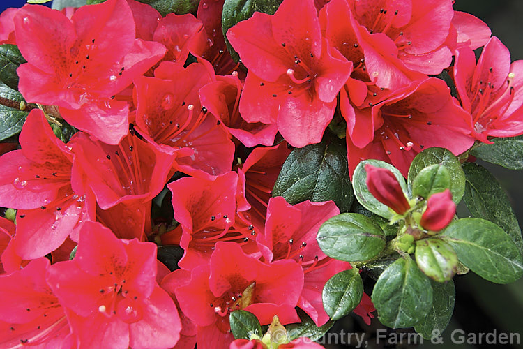 Rhododendron (evergreen azalea</i>) 'Ward's Ruby', among the deepest red evergreen azaleas, this Kurume hybrid is a Domoto Brothers introduction from around 1920. It is less hardy than most. Kurume azaleas