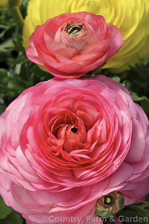 Ranunculus asiaticus. Hybrid, typical of the large-flower ranunculus, such as the Tecolote and Victoria hybrids, this showy, fully double bloom was open in early spring and the flowers will continue into summer. Order: Ranunculales, Family: Ranunculaceae