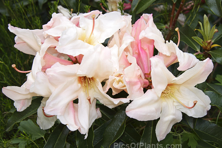 <i>Rhododendron maddenii</i> subsp. <i>maddenii</i> (syn. <i>Rhododendron polyandrum</i>), a Himalayan subspecies of a fragrant flowered, 2m tall, evergreen shrub found from northern India through southern China and Burma to Vietnam. Order: Ericales, Family: Ericaceae
