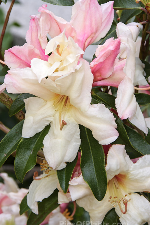 <i>Rhododendron maddenii</i> subsp. <i>maddenii</i> (syn. <i>Rhododendron polyandrum</i>), a Himalayan subspecies of a fragrant flowered, 2m tall, evergreen shrub found from northern India through southern China and Burma to Vietnam. Order: Ericales, Family: Ericaceae