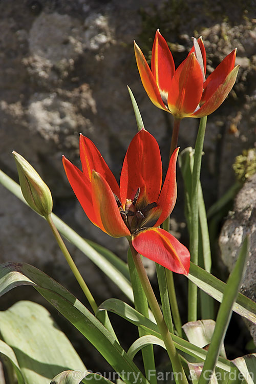 Tulipa linifolia, native to central Asia, northern Iran and Afghanistan, this tulip species is notable for its grassy foliage and small, intensely coloured flowers. Order: Liliales, Family: Liliaceae