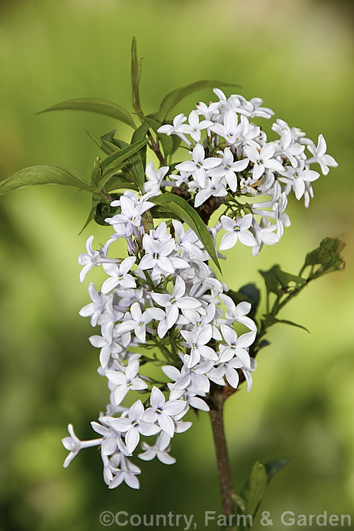 Syringa x persica 'Alba', a white -flowered cultivar, raised in 1770, of 2 m high twiggy shrub thought to be a hybrid between Syringa x laciniata (<i>Syringa protolaciniata x Syringa vulgaris</i>) and S vulgaris. Order: Lamiales, Family: Oleaceae