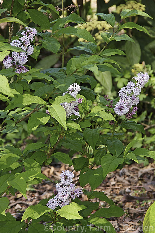 Syringa wolfii, a spring- to summer-flowering deciduous shrub, up to 5m tall, native to Korea and Manchuria. Its mauve flowers occur in panicles up to 30cm long and open from darker buds. Order: Lamiales, Family: Oleaceae