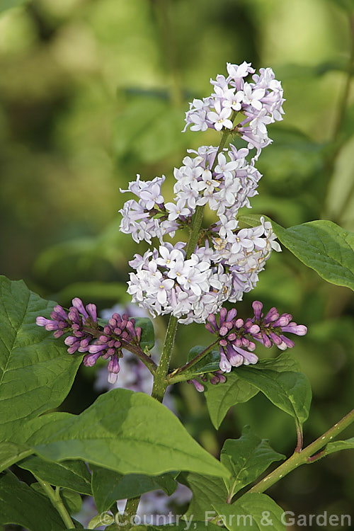 Syringa wolfii, a spring- to summer-flowering deciduous shrub, up to 5m tall, native to Korea and Manchuria. Its mauve flowers occur in panicles up to 30cm long and open from darker buds. Order: Lamiales, Family: Oleaceae