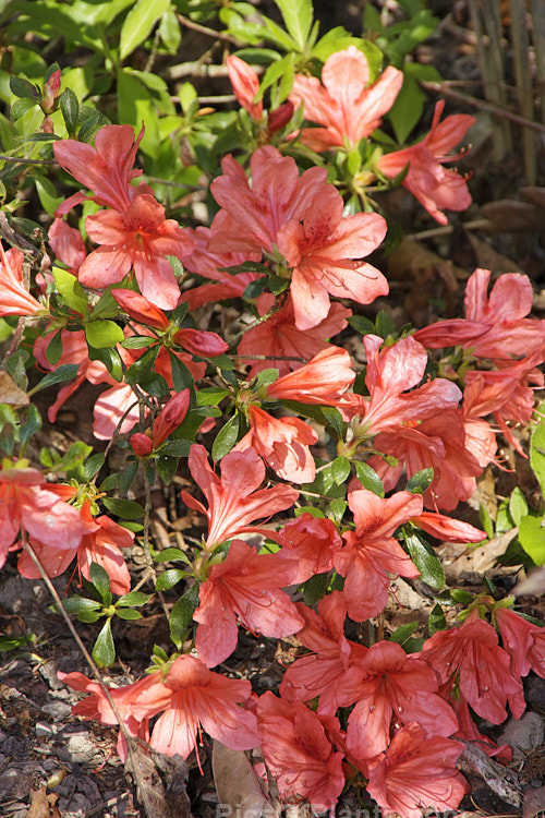 <i>Rhododendron kaempferi</i>, an evergreen azalea native to Japan. It grows to around 3m tall, is hardier than most evergreen azaleas and is the main parent of the Kaempferi Hybrids. In cold years it can be close to completely deciduous by the end of winter. Order: Ericales, Family: Ericaceae