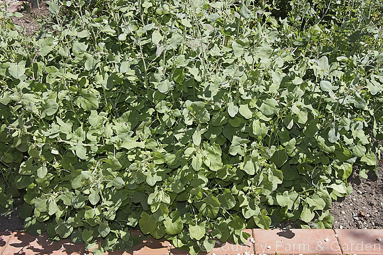 French Sorrel (<i>Rumex scutatus</i>), a spreading herbaceous perennial that grows to around 45cm tall It is found over much of Europe and into western Asia and North Africa. Sometimes cultivated in herb gardens as an ornamental, but mainly grown for its edible foliage. Order: Caryophyllales, Family: Polygonaceae