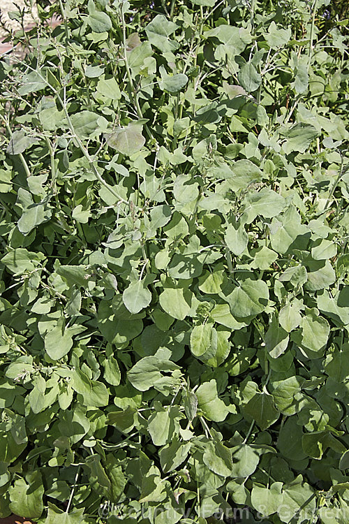 French Sorrel (<i>Rumex scutatus</i>), a spreading herbaceous perennial that grows to around 45cm tall It is found over much of Europe and into western Asia and North Africa. Sometimes cultivated in herb gardens as an ornamental, but mainly grown for its edible foliage. Order: Caryophyllales, Family: Polygonaceae