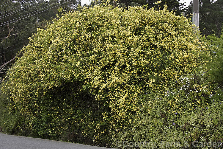 Yellow Double-flowered Banksia Rose (<i>Rosa banksiae var. normalis 'Lutea'), a once-flowering cultivar of a climbing rose from western and central China. Order: Rosales, Family: Rosaceae