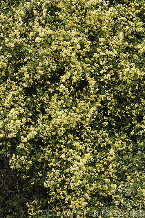 Yellow Double-flowered Banksia Rose (<i>Rosa banksiae var. normalis 'Lutea'), a once-flowering cultivar of a climbing rose from western and central China. Order: Rosales, Family: Rosaceae