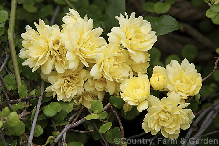 Yellow Double-flowered Banksia Rose (<i>Rosa banksiae var. normalis 'Lutea'), a once-flowering cultivar of a climbing rose from western and central China. Order: Rosales, Family: Rosaceae