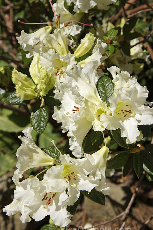 <i>Rhododendron</i> 'Maurice Skipworth' (<i>Rhododendron edgeworthii</i> x <i>Rhododendron burmanicum</i>), an open, 1.5m tall shrub introduced by Skipworth of New Zealand in 1977. Order: Ericales, Family: Ericaceae