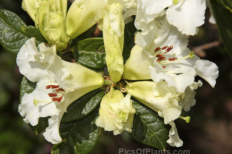 <i>Rhododendron</i> 'Maurice Skipworth' (<i>Rhododendron edgeworthii</i> x <i>Rhododendron burmanicum</i>), an open, 1.5m tall shrub introduced by Skipworth of New Zealand in 1977. Order: Ericales, Family: Ericaceae