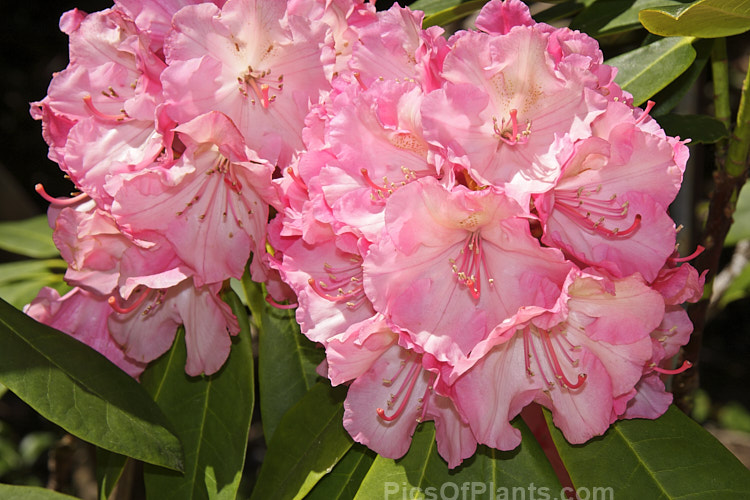 <i>Rhododendron</i> 'Viennese Waltz' ('Lem's Cameo' x 'Pink Petticoats'), a 1.5m high shrub bred by Lofthouse of Canada in the 1970s. It blooms mid-spring with large, frilled trusses. Order: Ericales, Family: Ericaceae