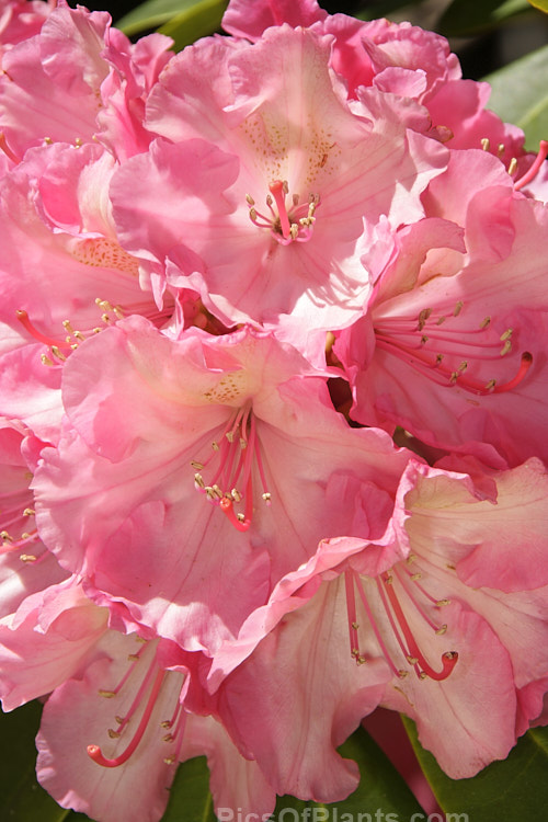 <i>Rhododendron</i> 'Viennese Waltz' ('Lem's Cameo' x 'Pink Petticoats'), a 1.5m high shrub bred by Lofthouse of Canada in the 1970s. It blooms mid-spring with large, frilled trusses. Order: Ericales, Family: Ericaceae