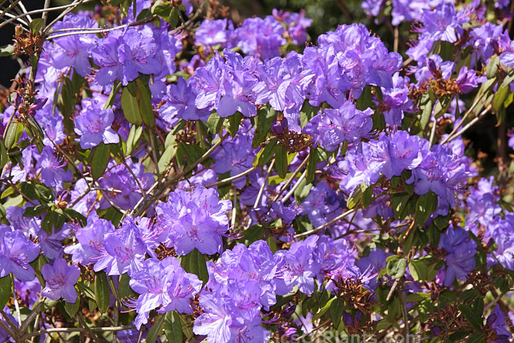 <i>Rhododendron augustinii</i>, a medium-sized shrub or small tree native to southern China and Tibet. It occurs in a wide range of plant sizes and flower colour shades. It was widely used in early hybrids to introduce blue tones. Order: Ericales, Family: Ericaceae