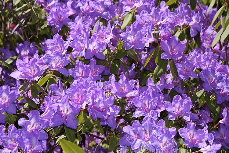 <i>Rhododendron augustinii</i> 'Tower Court', a 2m tall cultivar of a medium-sized shrub or small tree native to southern China and Tibet. The flowers of 'Tower Court' are slightly larger and more bell-shaped than those of the species, often with distinctive reddish anthers. Order: Ericales, Family: Ericaceae