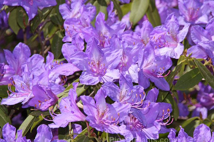 <i>Rhododendron augustinii</i> 'Tower Court', a 2m tall cultivar of a medium-sized shrub or small tree native to southern China and Tibet. The flowers of 'Tower Court' are slightly larger and more bell-shaped than those of the species, often with distinctive reddish anthers. Order: Ericales, Family: Ericaceae