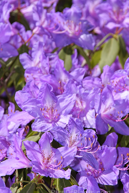 <i>Rhododendron augustinii</i> 'Tower Court', a 2m tall cultivar of a medium-sized shrub or small tree native to southern China and Tibet. The flowers of 'Tower Court' are slightly larger and more bell-shaped than those of the species, often with distinctive reddish anthers. Order: Ericales, Family: Ericaceae
