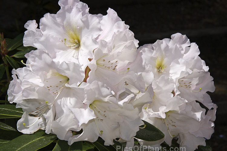 <i>Rhododendron</i> 'Holmeslee Diamond', a compact yet large flowered hybrid introduced by Holmes of New Zealand. But for a hint of yellow in the throat, the flowers are pure white. Order: Ericales, Family: Ericaceae