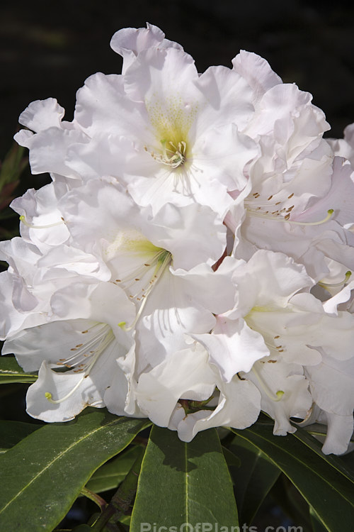 <i>Rhododendron</i> 'Holmeslee Diamond', a compact yet large flowered hybrid introduced by Holmes of New Zealand. But for a hint of yellow in the throat, the flowers are pure white. Order: Ericales, Family: Ericaceae