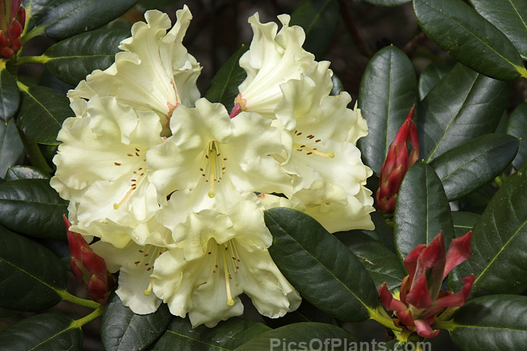 <i>Rhododendron</i> 'Kiwi Pearl' ('Lem's Goal' x 'Fabia'), a lushly-foliaged New Zealand-raised hybrid The flowers are a soft primrose shade and contrast well with the red bud sheathes and dark bronze green leaves. Order: Ericales, Family: Ericaceae