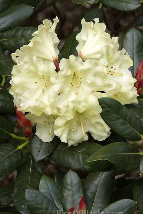 <i>Rhododendron</i> 'Kiwi Pearl' ('Lem's Goal' x 'Fabia'), a lushly-foliaged New Zealand-raised hybrid The flowers are a soft primrose shade and contrast well with the red bud sheathes and dark bronze green leaves. Order: Ericales, Family: Ericaceae