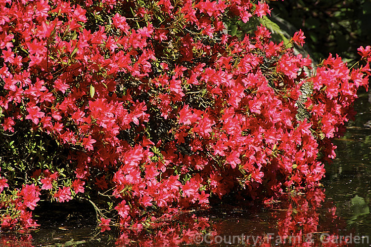 Rhododendron (evergreen azalea</i>) 'Scarlet Prince' (syn 'Yaye. Hiryu'), this 1 m tall x 15m wide spring-flowering shrub was one of the original. Wilson. Kurume azaleas (<i>No39). Its bright red flowers are of the hose-in-hose form