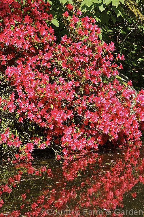 Rhododendron (evergreen azalea</i>) 'Scarlet Prince' (syn 'Yaye. Hiryu'), this 1 m tall x 15m wide spring-flowering shrub was one of the original. Wilson. Kurume azaleas (<i>No39). Its bright red flowers are of the hose-in-hose form