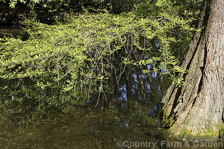 The young, bright green spring foliage of the Swamp Cypress (<i>Taxodium distichum</i>), one of the few deciduous conifers. Capable of growing in shallow water, this species is native to the southeast United States. taxodium-2129htm'>Taxodium. Order: Pinales, Family: Cupressaceae