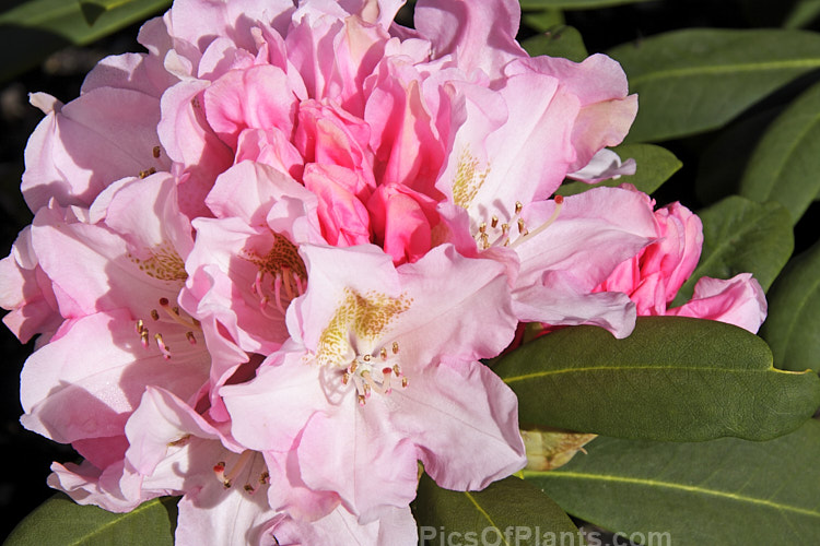 <i>Rhododendron</i> 'Bashful' (<i>Rhododendron degronianum</i> subsp. <i>yakushimanum</i> x 'Doncaster'), a compact, heavy-flowering hybrid introduced by Waterer of England in 1971. One of a group of similar hybrids named after and known as 'The Seven Dwarfs'. Order: Ericales, Family: Ericaceae