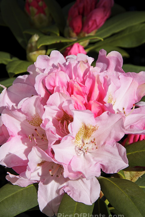 <i>Rhododendron</i> 'Bashful' (<i>Rhododendron degronianum</i> subsp. <i>yakushimanum</i> x 'Doncaster'), a compact, heavy-flowering hybrid introduced by Waterer of England in 1971. One of a group of similar hybrids named after and known as 'The Seven Dwarfs'. Order: Ericales, Family: Ericaceae