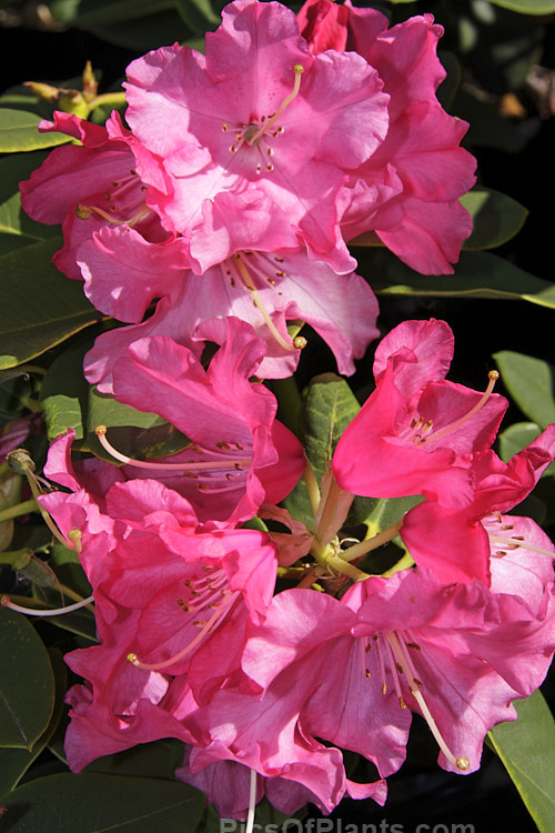<i>Rhododendron</i> 'Bremen' (<i>Rhododendron haematodes</i> subsp. <i>haematodes</i> x unknown</i>), a compact hybrid with rounded leaves and bell-shaped flowers reminiscent of Rhododendron williamsianum. It grows to around 1m tall and the flowers are carried in trusses of up to 12 blooms. Order: Ericales, Family: Ericaceae