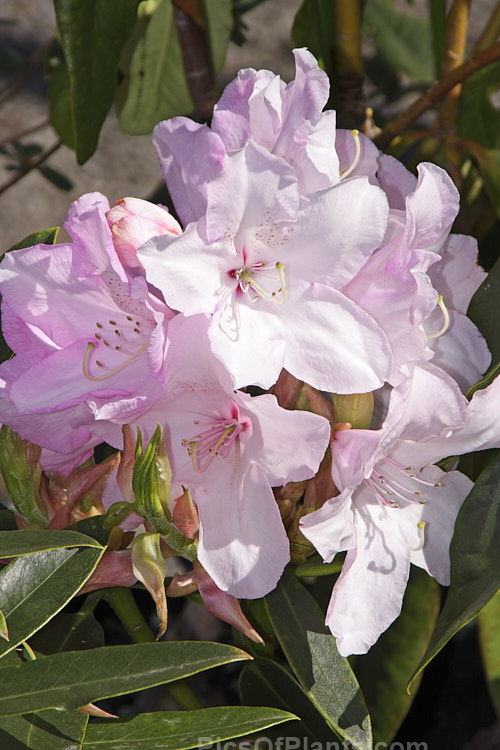 <i>Rhododendron</i> 'White Pearl' (syn. 'Halopeanum' [<i>Rhododendron maximum</i> x <i>Rhododendron griffithianum</i>]), a large shrubby hybrid with flower that open very pale pink from darker buds and then age to white. Raised in 1896 by Halope of Belgium. Order: Ericales, Family: Ericaceae