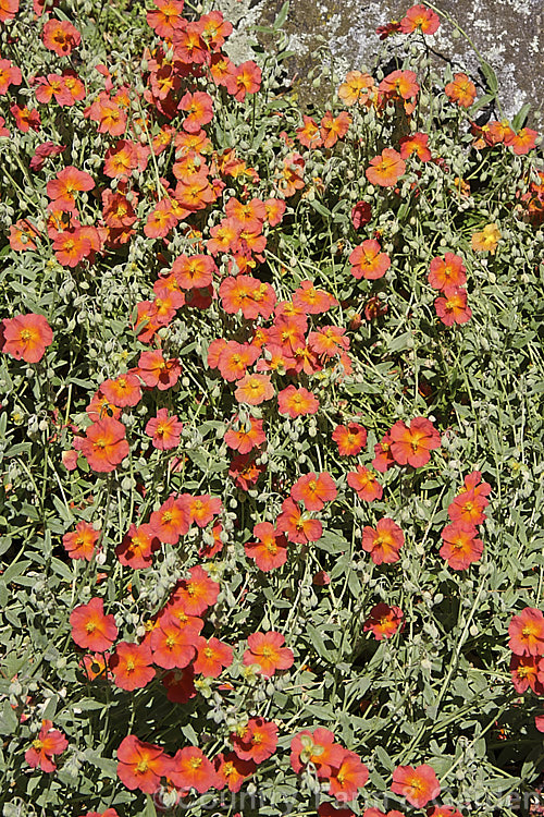 Helianthemum 'Fire Dragon' (syn 'Firedragon'), this rock rose cultivar is a low, spreading, heavy-flowering, evergreen perennial or sub-shrub, probably a Helianthemum nummularium x Helianthemum apenninum hybrid Order: Malvales, Family: Cistaceae