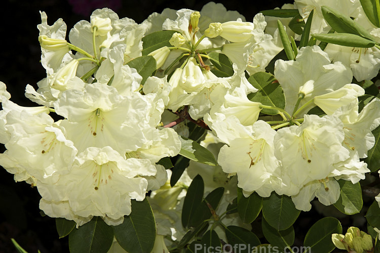 <i>Rhododendron</i> 'Lemon Lodge', ('Prelude' selfed</i>), a bushy, very pale yellow-flowered, New Zealand-raised hybrid introduced in 1972. It will eventually develop into a small tree, around 4m tall x 3m wide. Order: Ericales, Family: Ericaceae