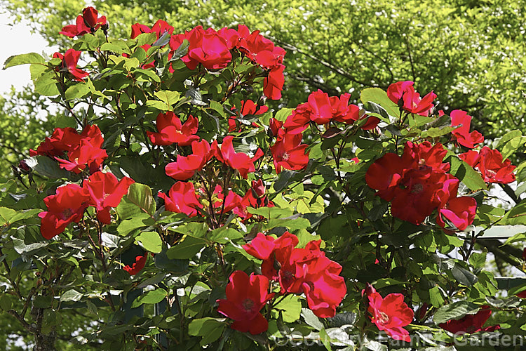 Rosa 'Robusta', (syn 'Kordes'. Robusta' [Rosa rugosa x seedling]), a Shrub rose raised by Kordes of Germany in 1979. It blooms prolifically and is often trained as a climber. Order: Rosales, Family: Rosaceae