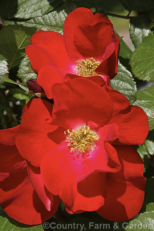 Rosa 'Robusta', (syn 'Kordes'. Robusta' [Rosa rugosa x seedling]), a Shrub rose raised by Kordes of Germany in 1979. It blooms prolifically and is often trained as a climber. Order: Rosales, Family: Rosaceae