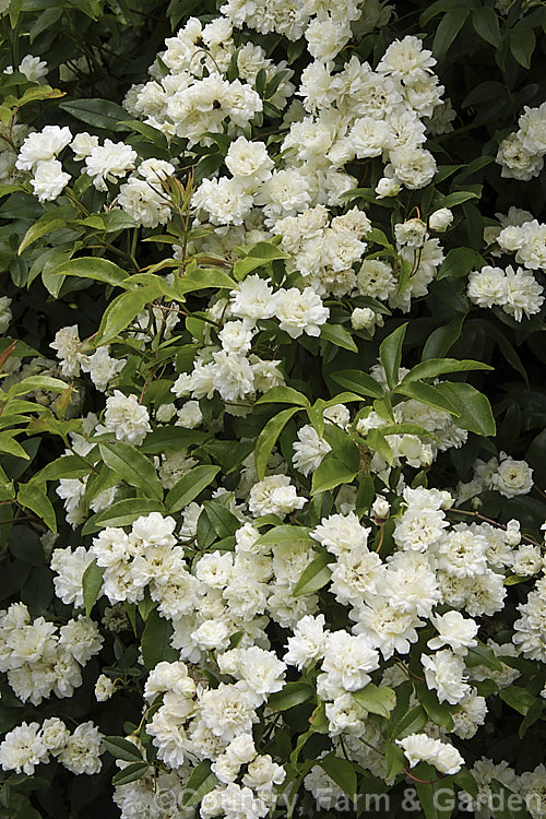 White Double-flowered Banksia Rose (<i>Rosa banksiae var. banksiae</i>), a once-flowering, spring-blooming cultivar of a climbing rose from western and central China. Order: Rosales, Family: Rosaceae