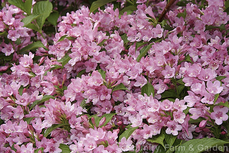 Weigela florida 'Rosea', a bright pink cultivar of a normally deep pinkish-red, spring-blooming, 2-3m tall, deciduous shrub from northern China, Japan and Korea. weigela-2307htm'>Weigela. <a href='caprifoliaceae-plant-family-photoshtml'>Caprifoliaceae</a>.